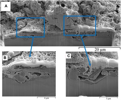 Sulphate reducing bacteria (SRB) biofilm development and its role in microbial corrosion of carbon steel